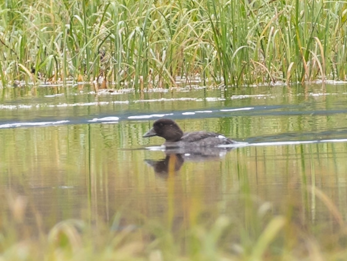 Barrow's Goldeneye - ML640961141