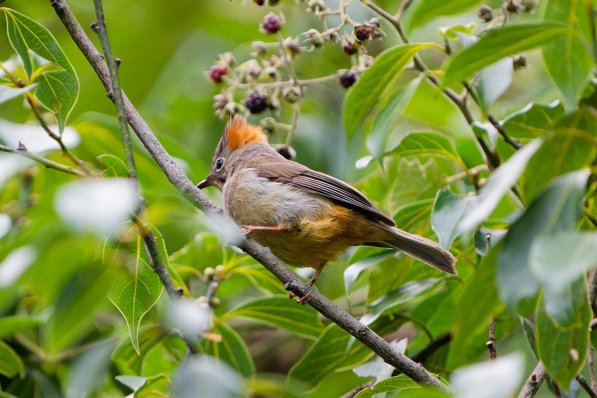 Rufous-vented Yuhina - ML640961156