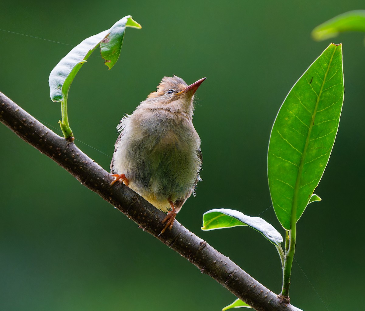 Rufous-vented Yuhina - ML640961157