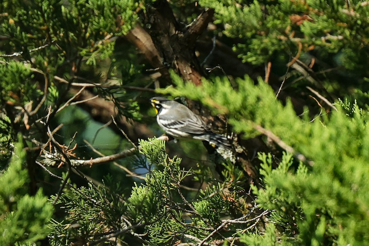 Yellow-throated Warbler - ML640961178