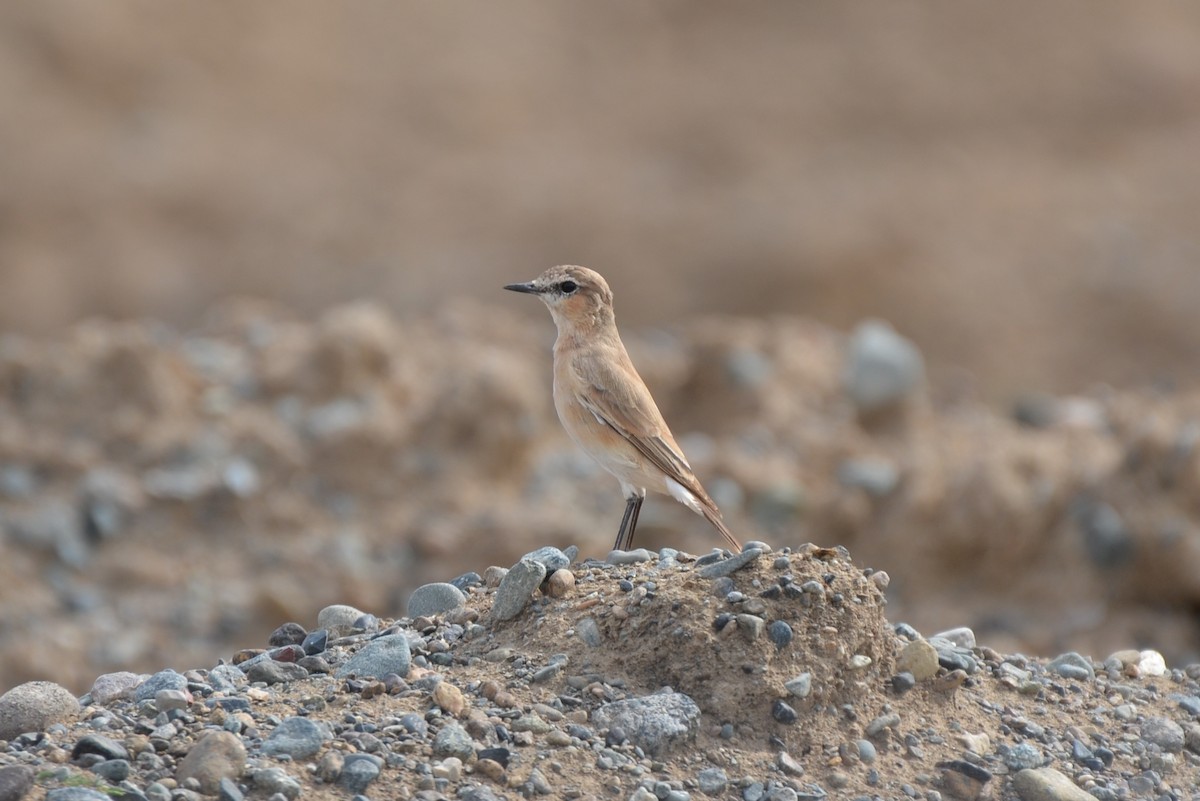 Isabelline Wheatear - ML640961186