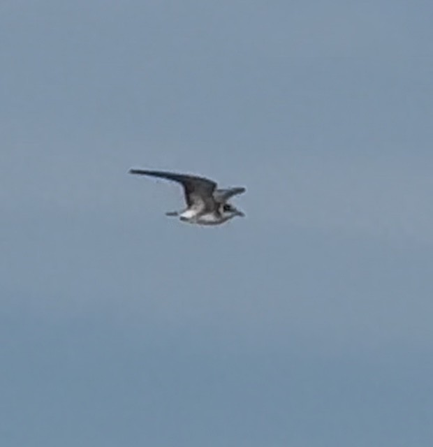 Black Tern - ML640961187
