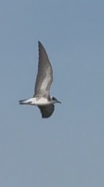 Black Tern - ML640961188