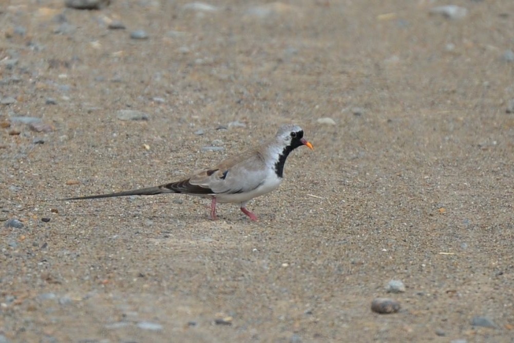 Namaqua Dove - ML640961193