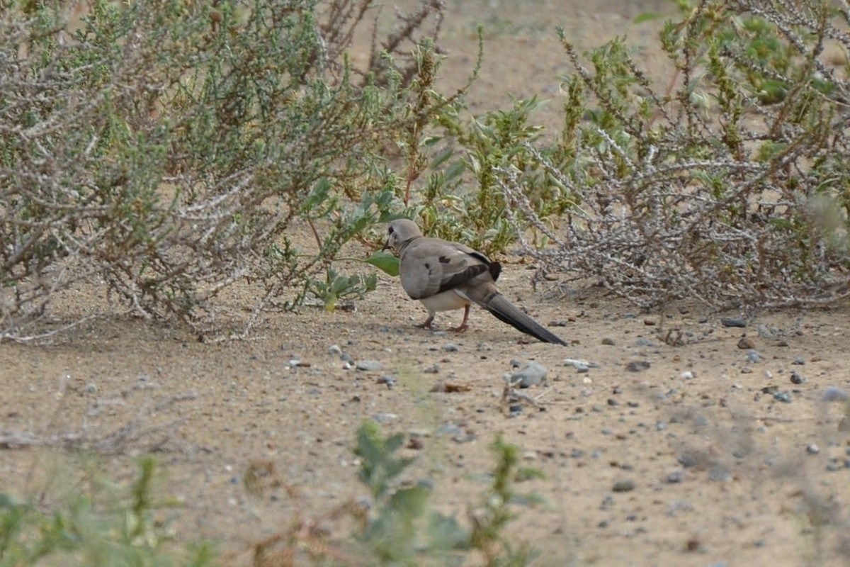 Namaqua Dove - ML640961194