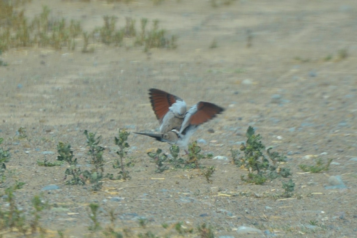 Namaqua Dove - ML640961195