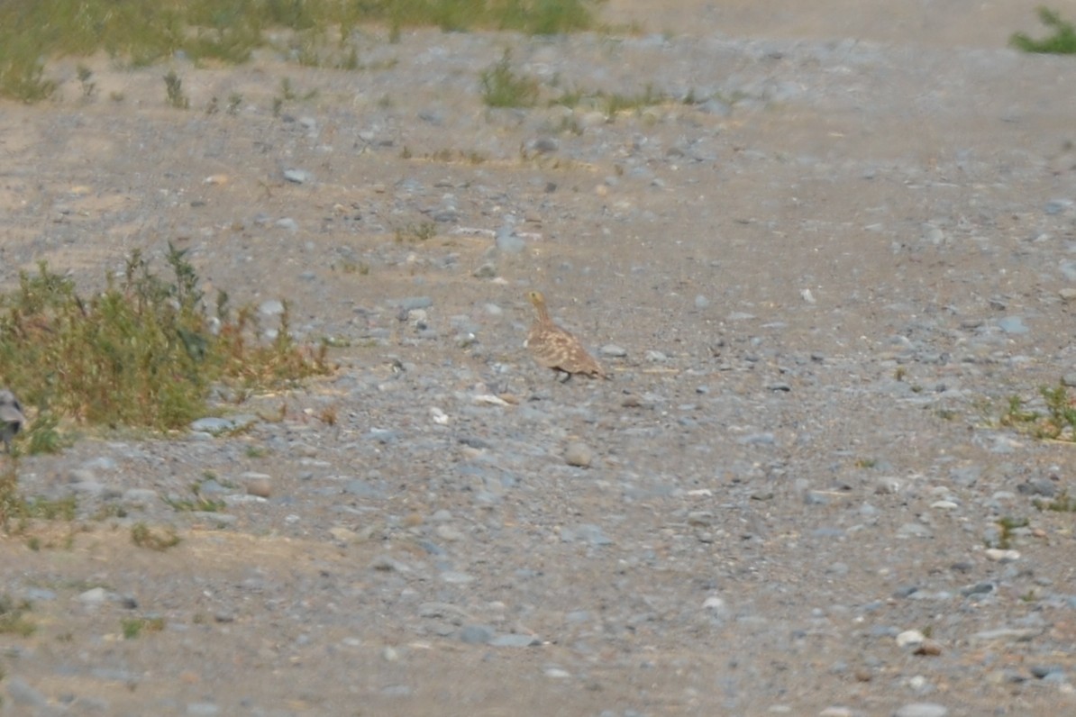 Chestnut-bellied Sandgrouse - ML640961197