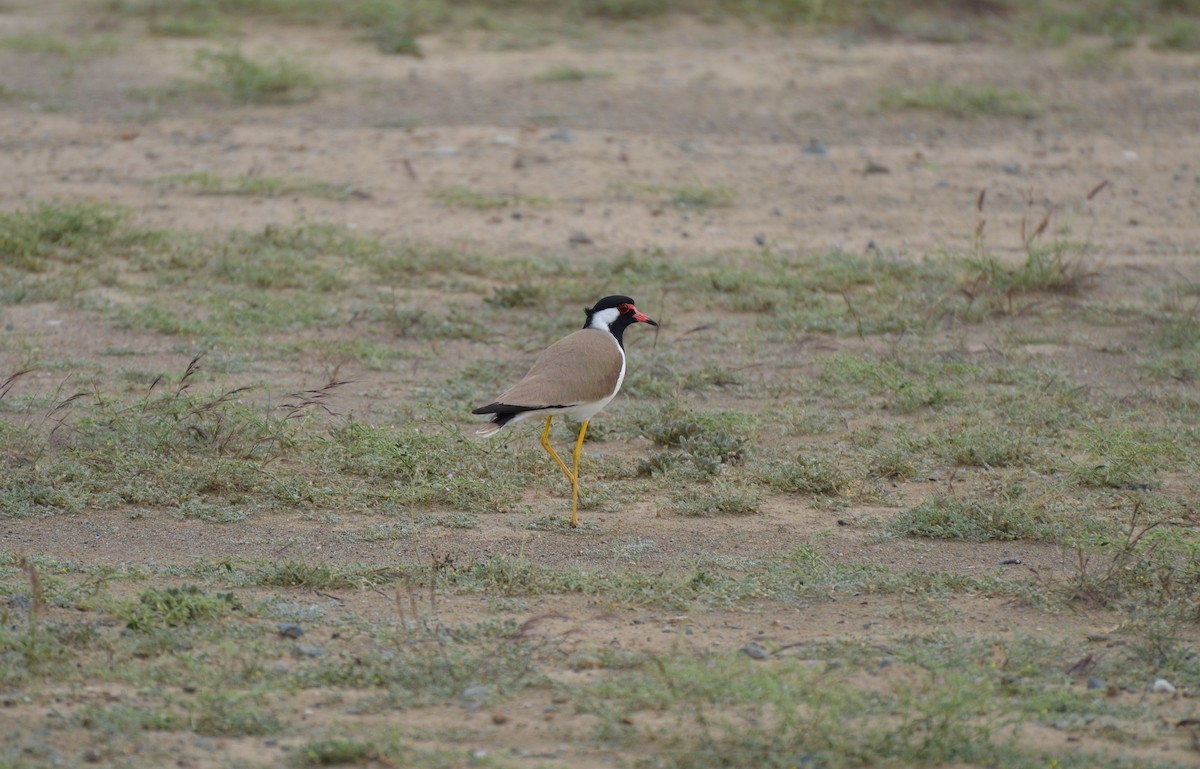 Red-wattled Lapwing - ML640961199