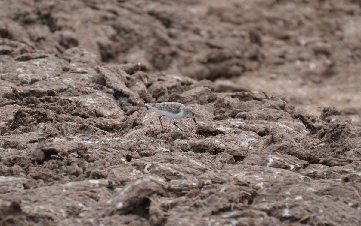 Little Stint - ML640961207