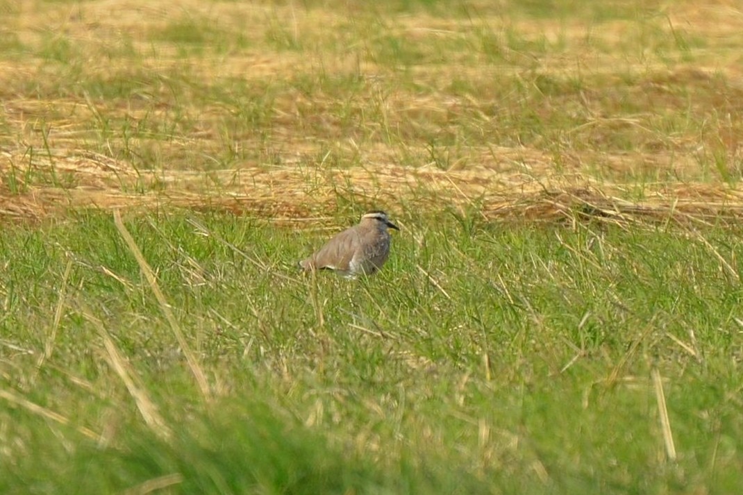 Sociable Lapwing - ML640961210
