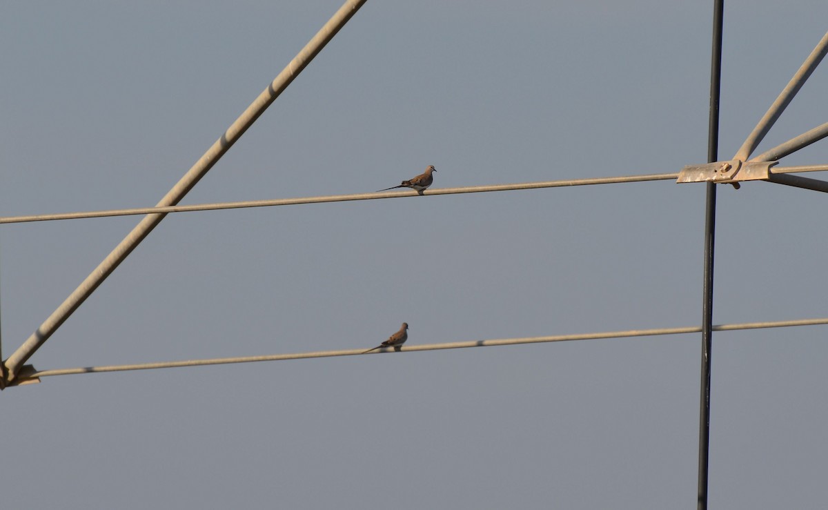 Namaqua Dove - ML640961212