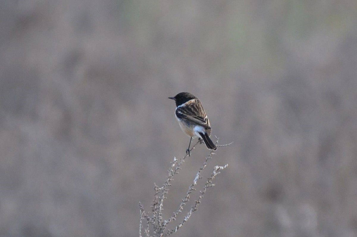 Siberian Stonechat - ML640961219