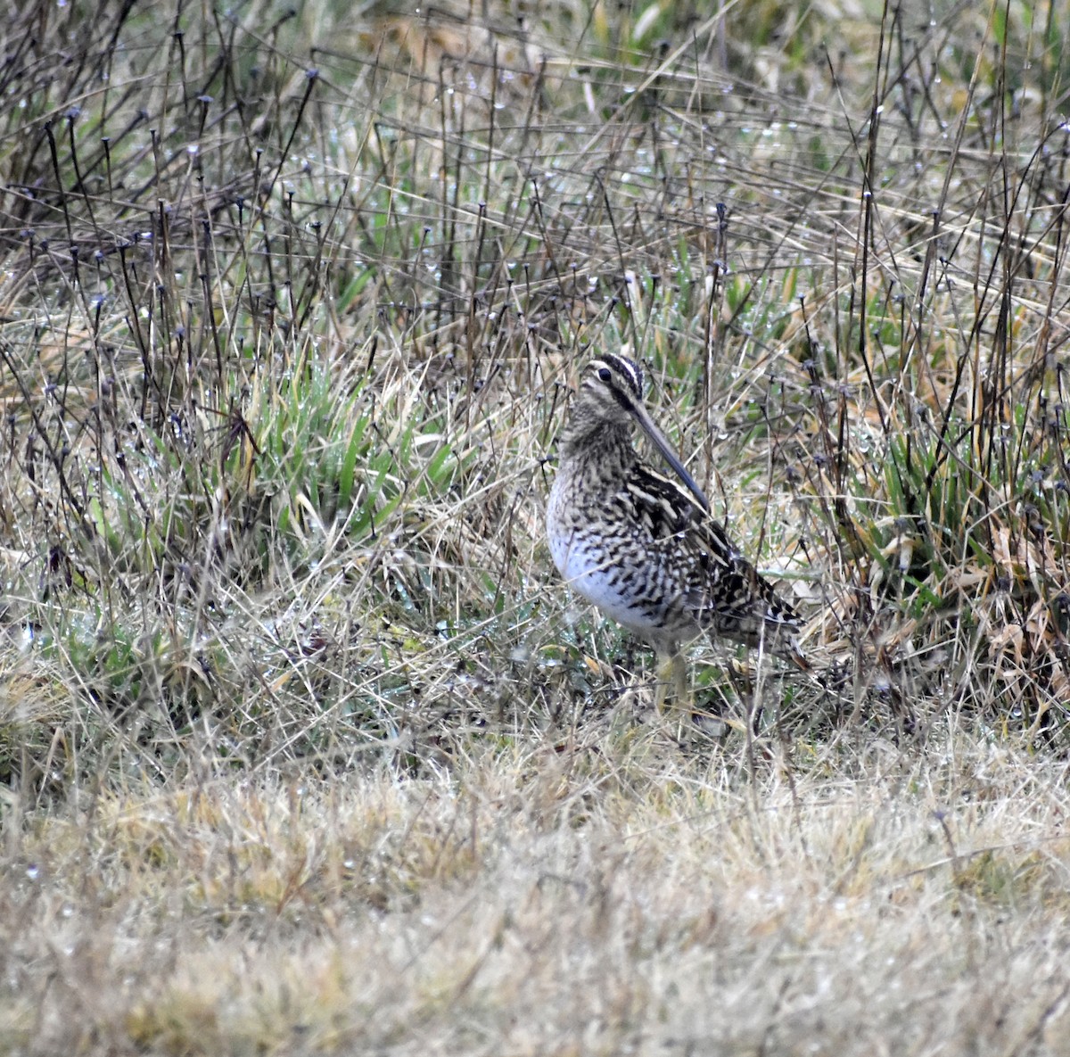 Magellanic Snipe - ML640961226