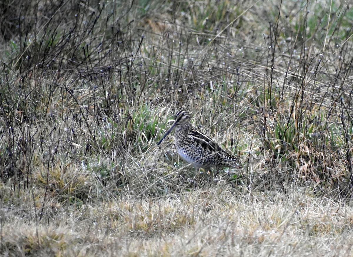 Magellanic Snipe - ML640961227