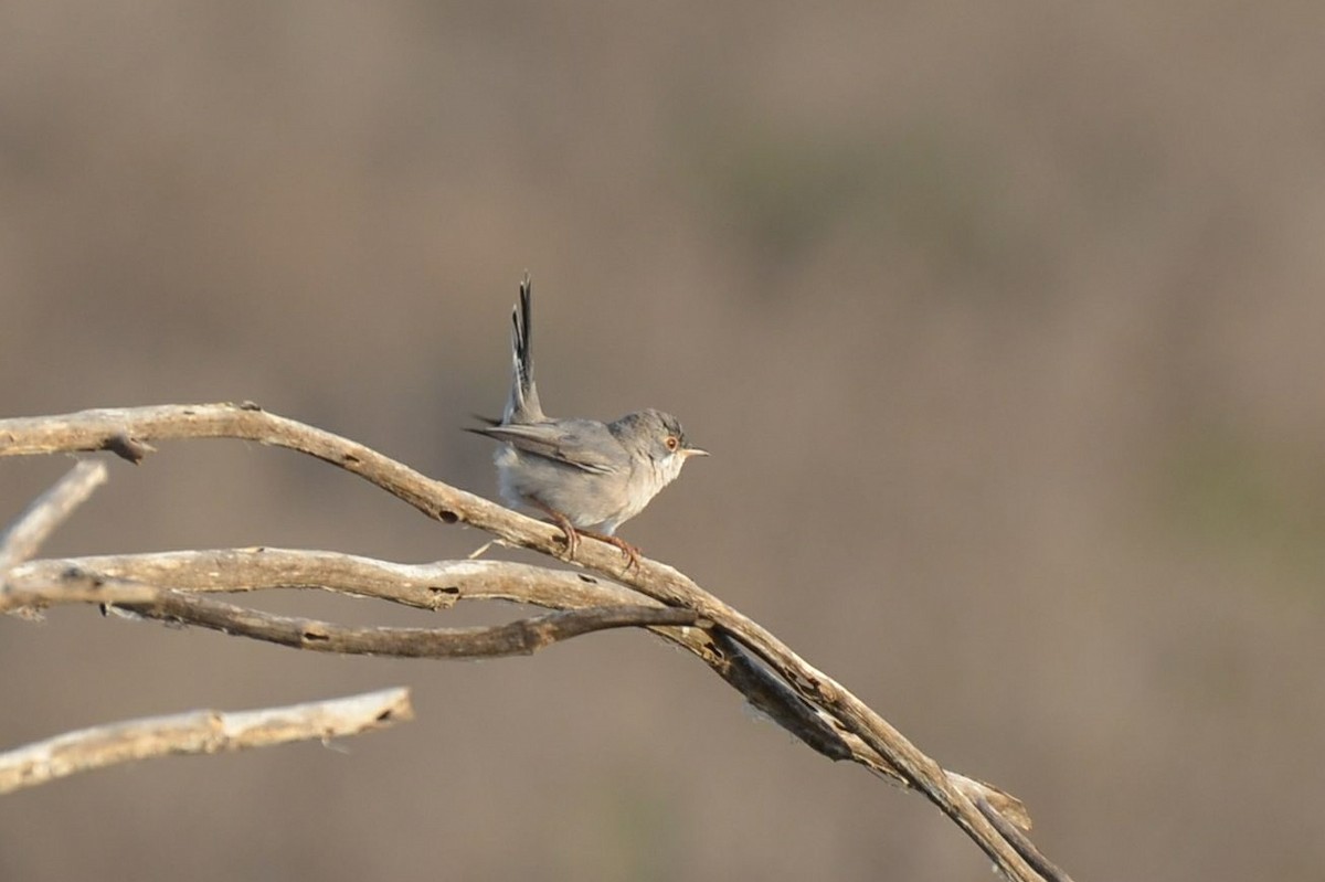 Menetries's Warbler - ML640961239
