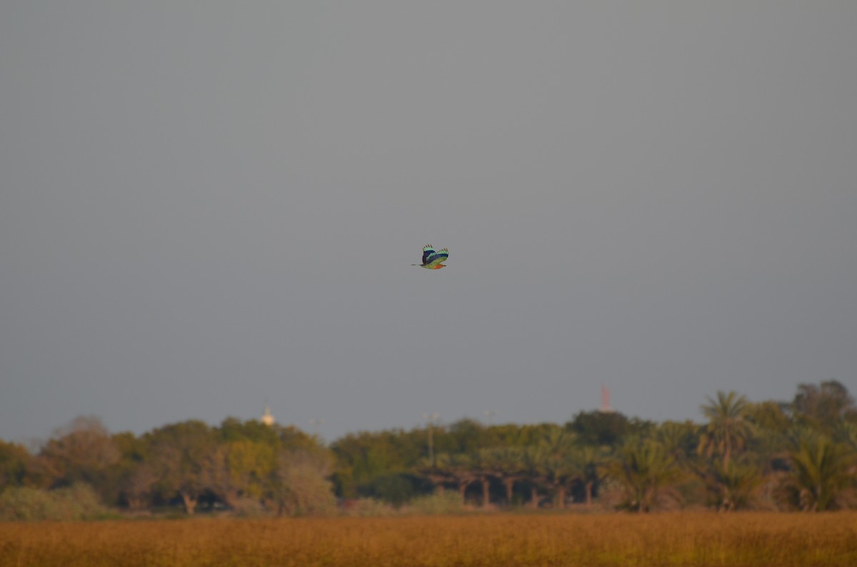 Indian Roller - ML640961243