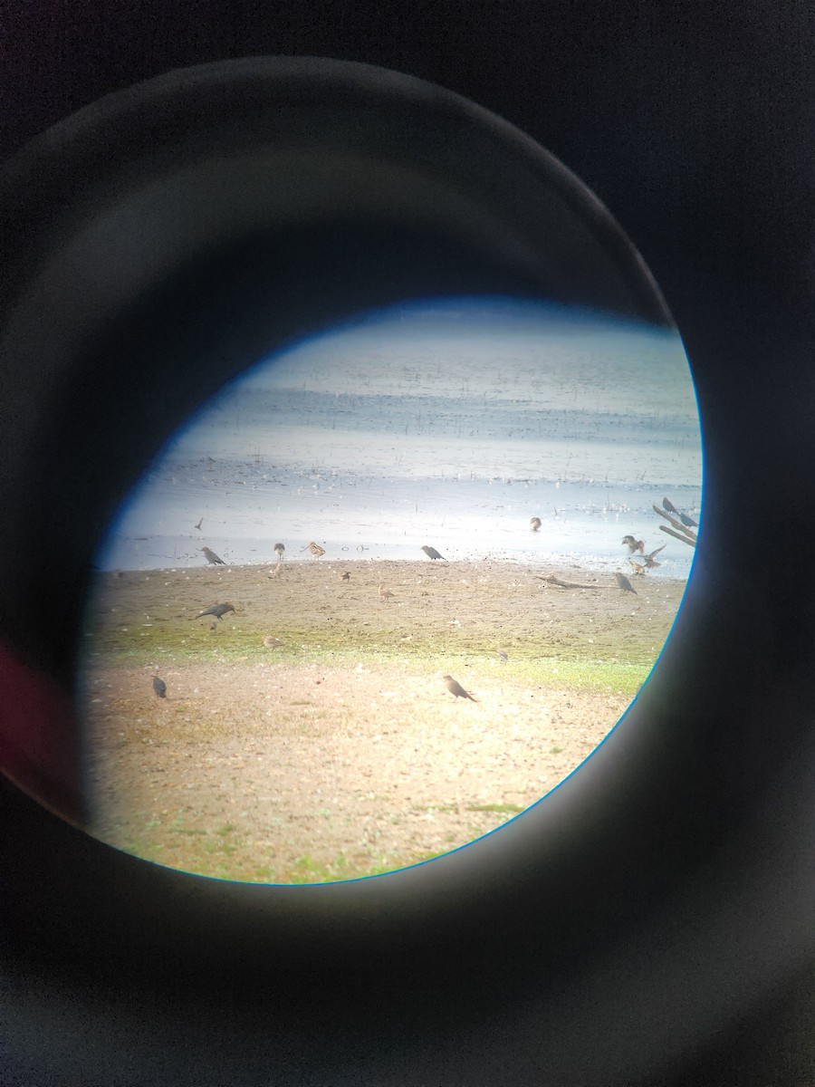 Wilson's Snipe - ML640961273