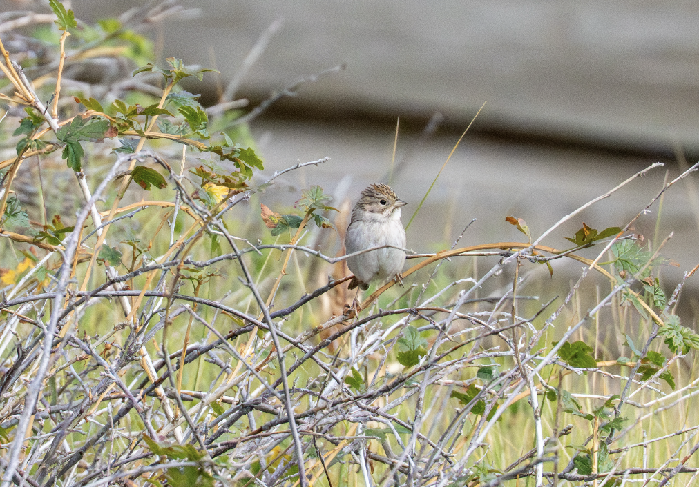 Brewer's Sparrow - ML640961278