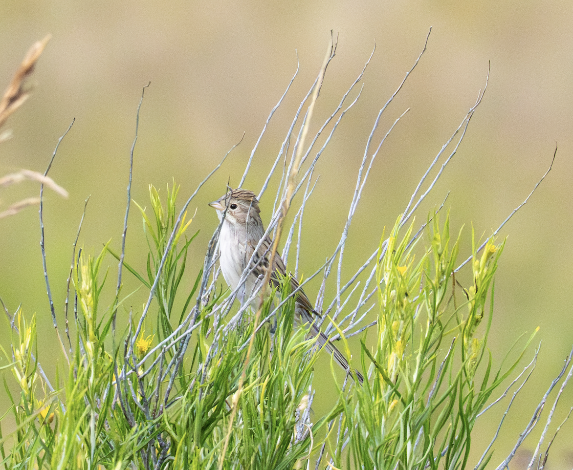 Brewer's Sparrow - ML640961279
