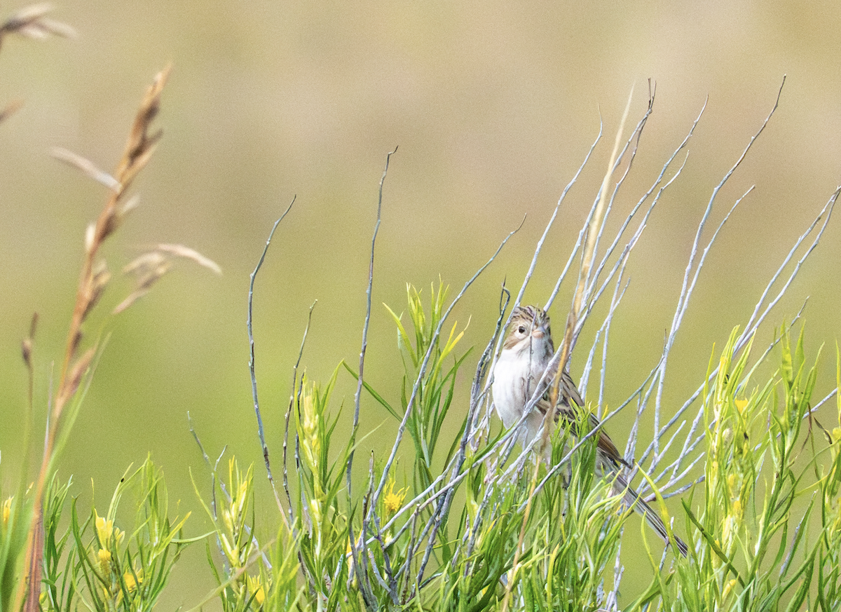 Brewer's Sparrow - ML640961280