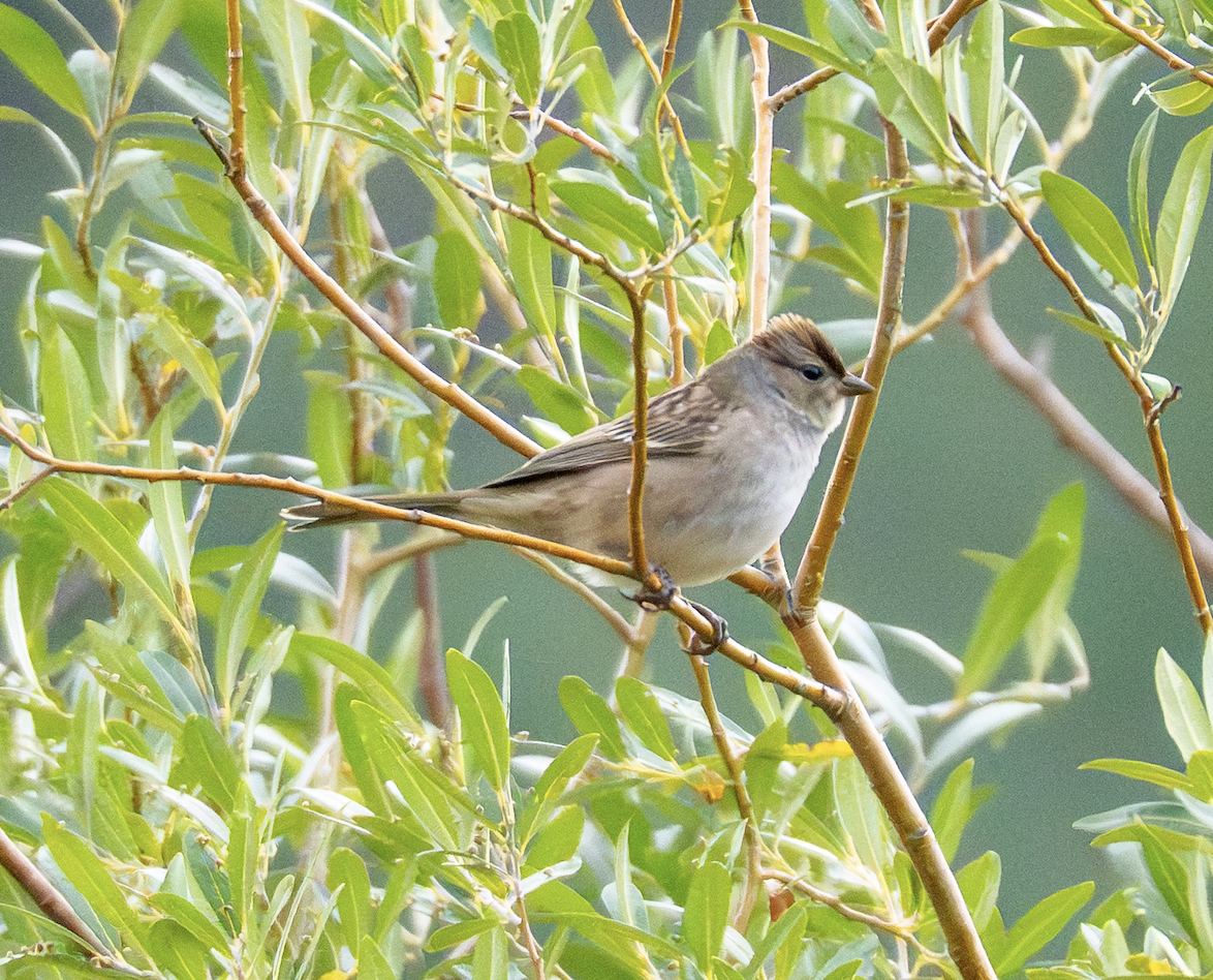 Brewer's Sparrow - ML640961281