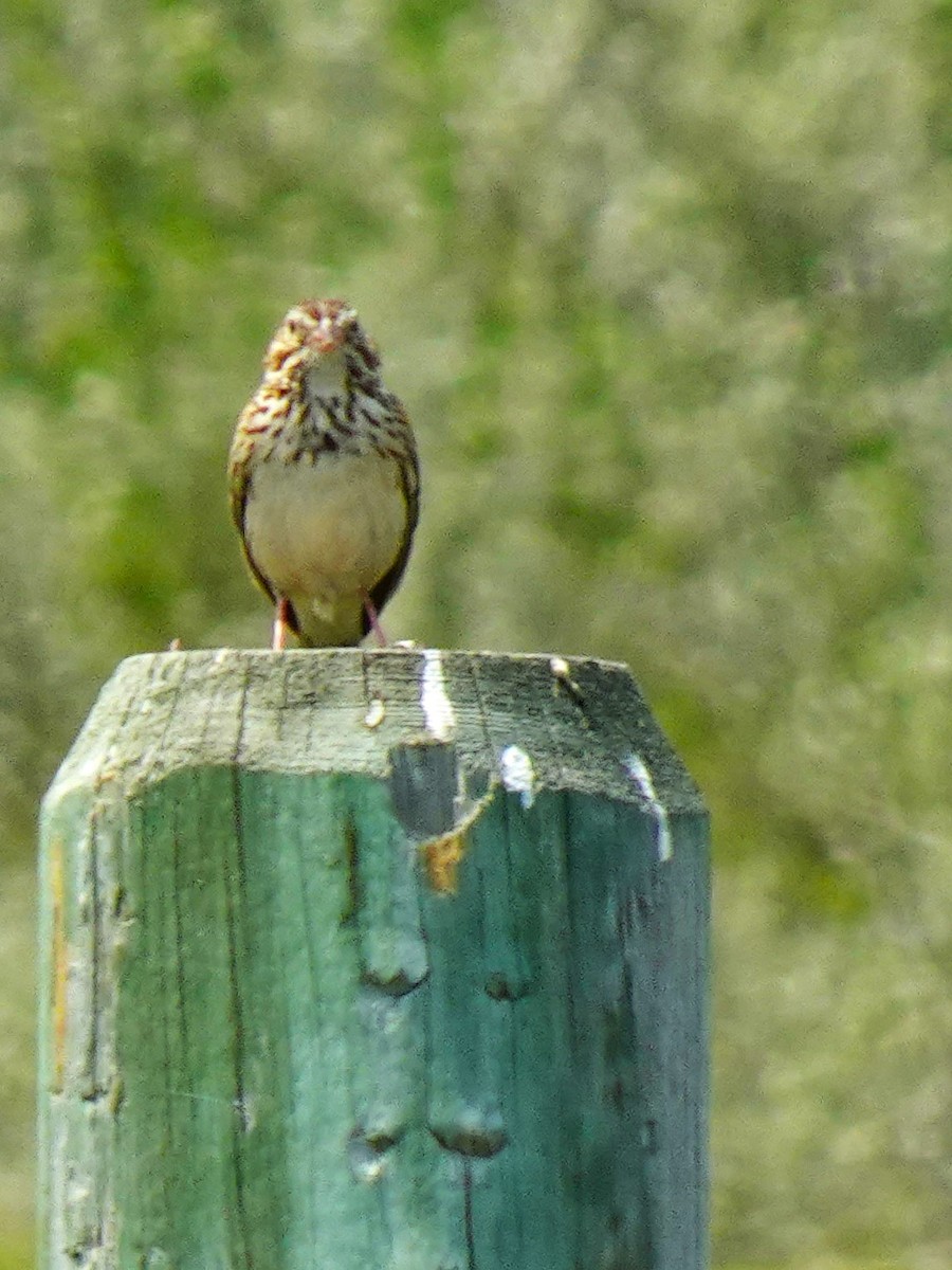 Vesper Sparrow - ML640961290