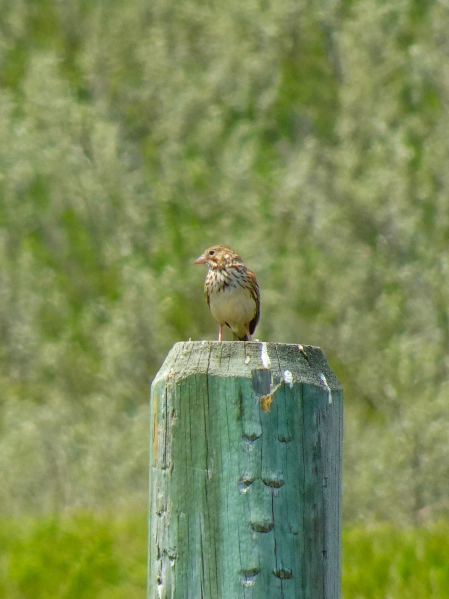 Vesper Sparrow - ML640961291