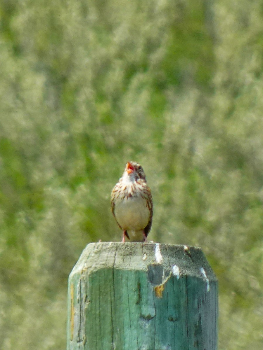 Vesper Sparrow - ML640961292