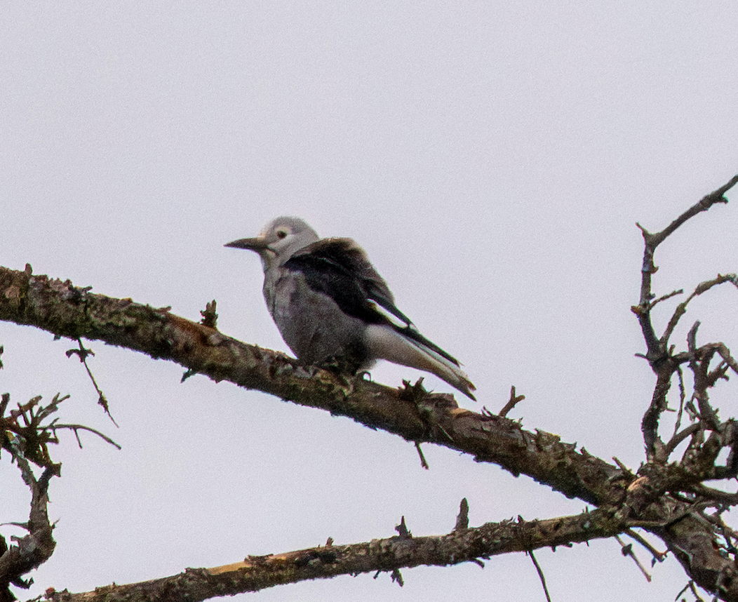 Clark's Nutcracker - ML640961297