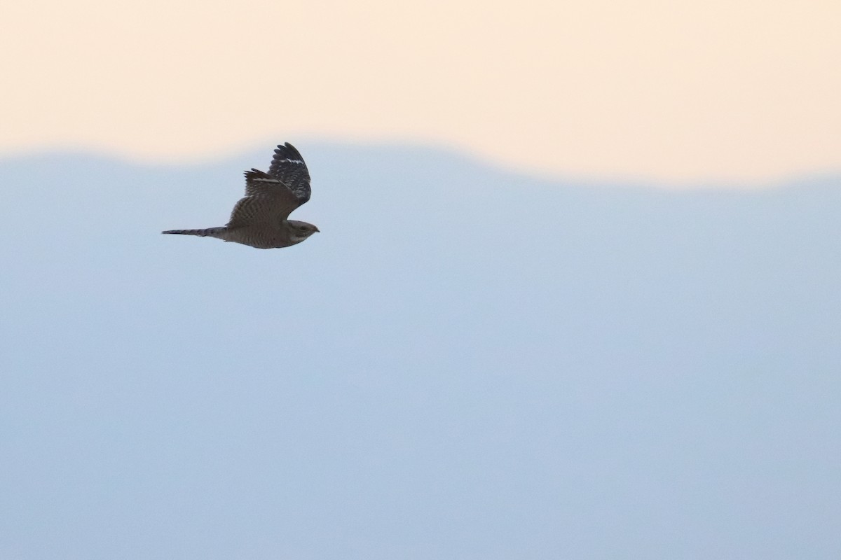 Lesser Nighthawk - ML640961311