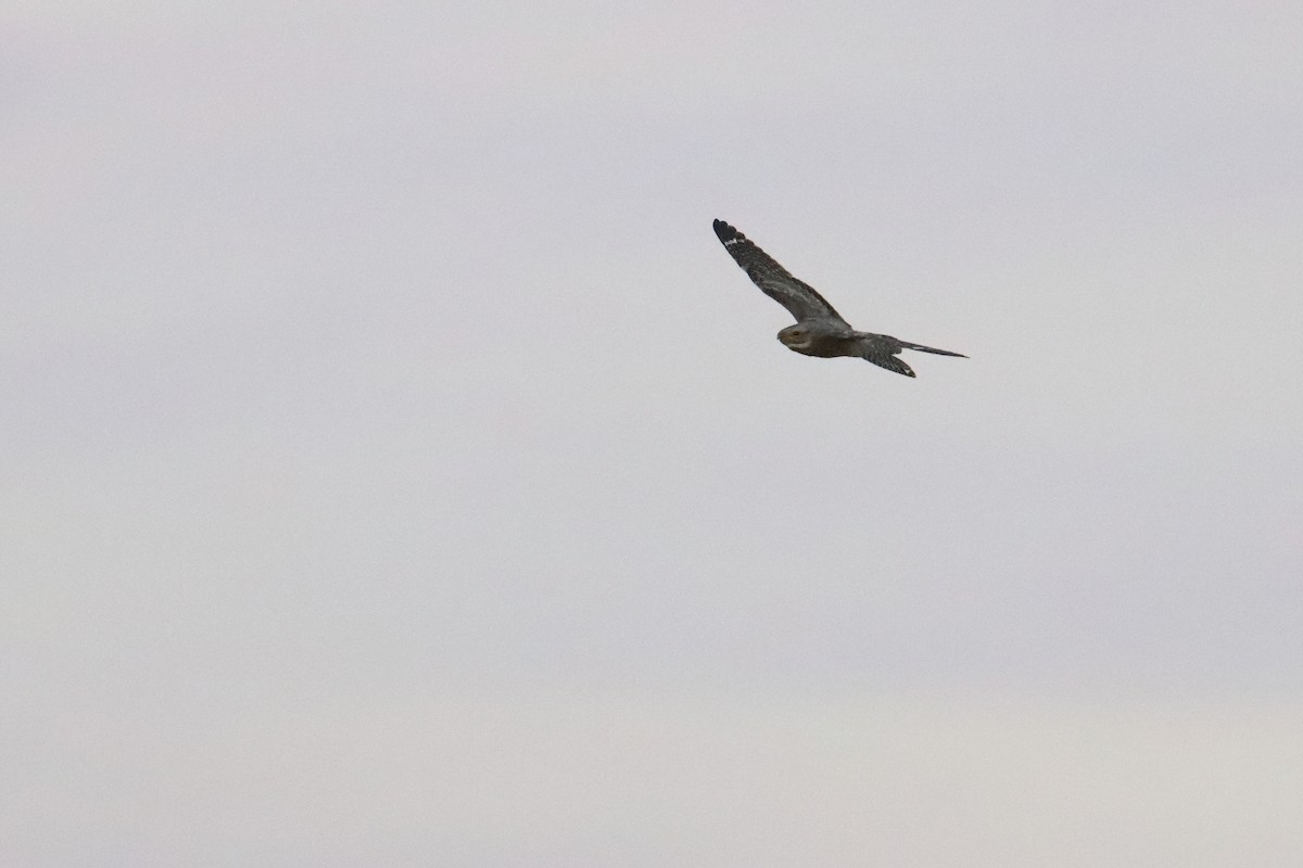 Lesser Nighthawk - ML640961312