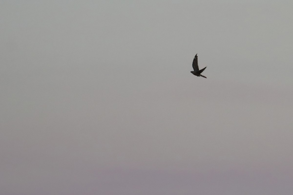 Lesser Nighthawk - ML640961313
