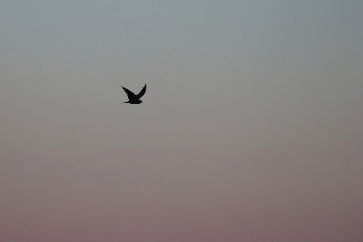 Lesser Nighthawk - ML640961315