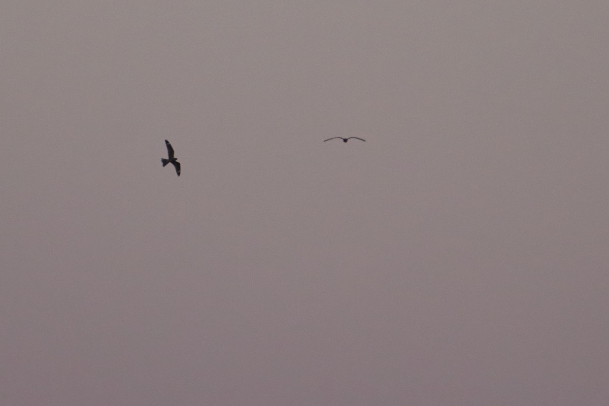 Lesser Nighthawk - ML640961317