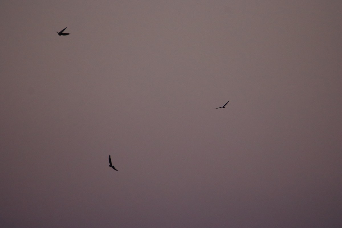 Lesser Nighthawk - ML640961319