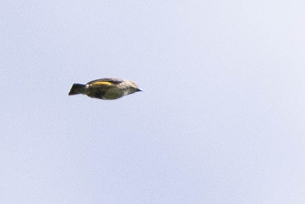 Red-banded Flowerpecker - ML640961327
