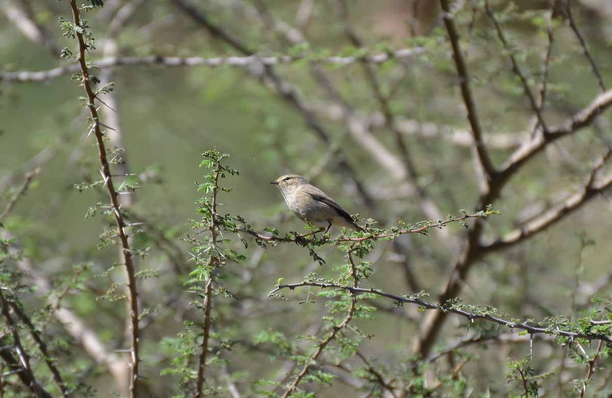 Plain Leaf Warbler - ML640961329