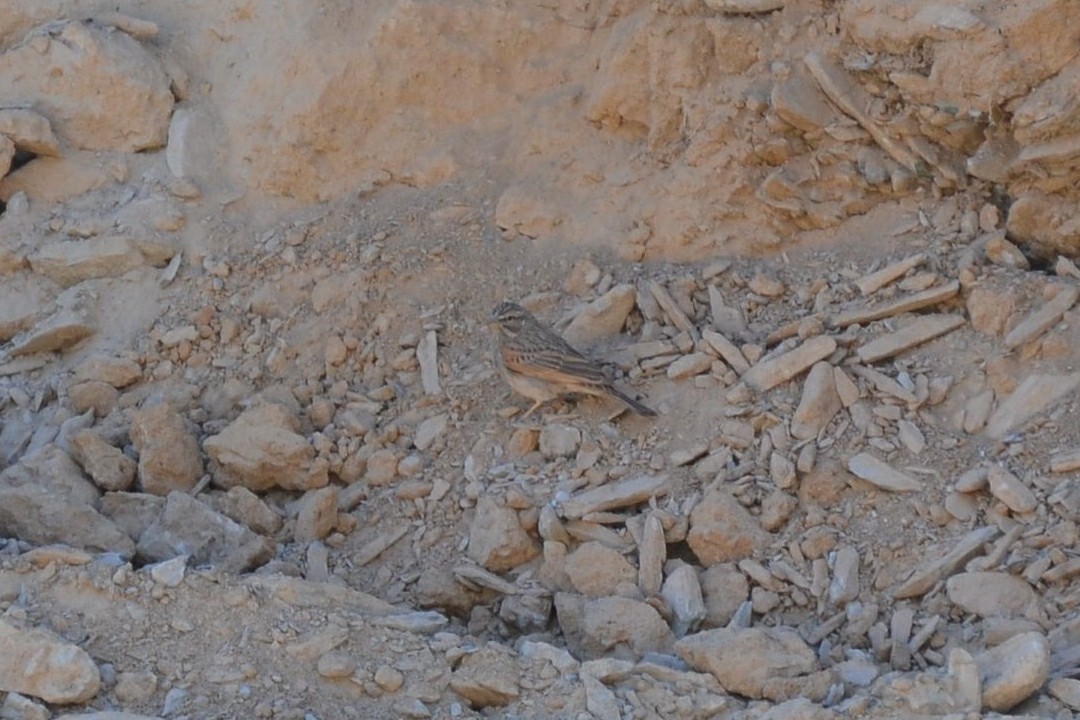 Striolated Bunting - ML640961331