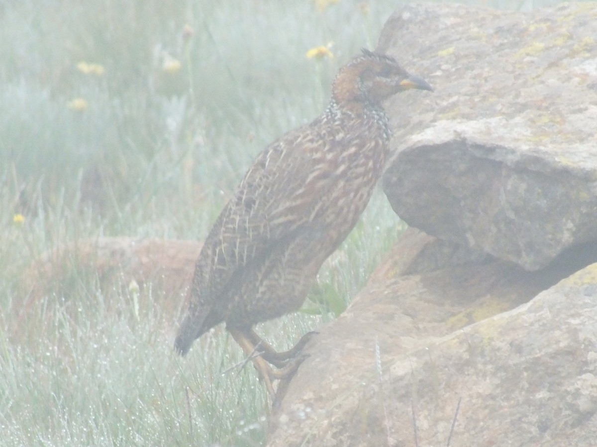 Red-winged Francolin - ML640961338