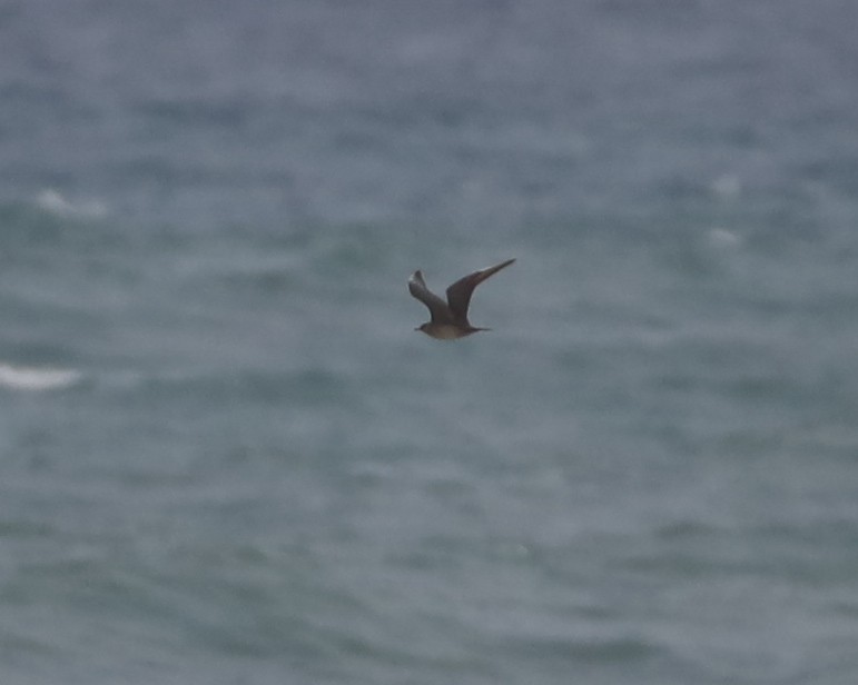 Parasitic Jaeger - ML640961339