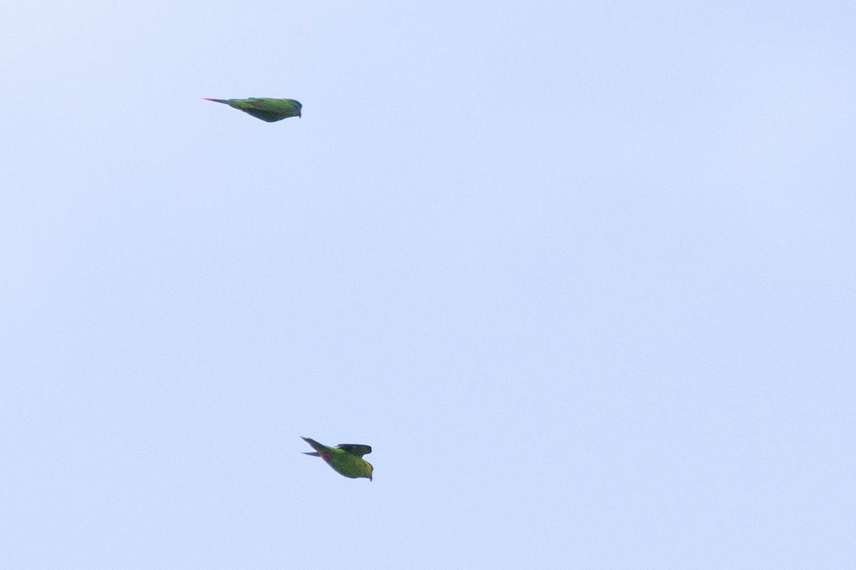 Red-flanked Lorikeet - ML640961343