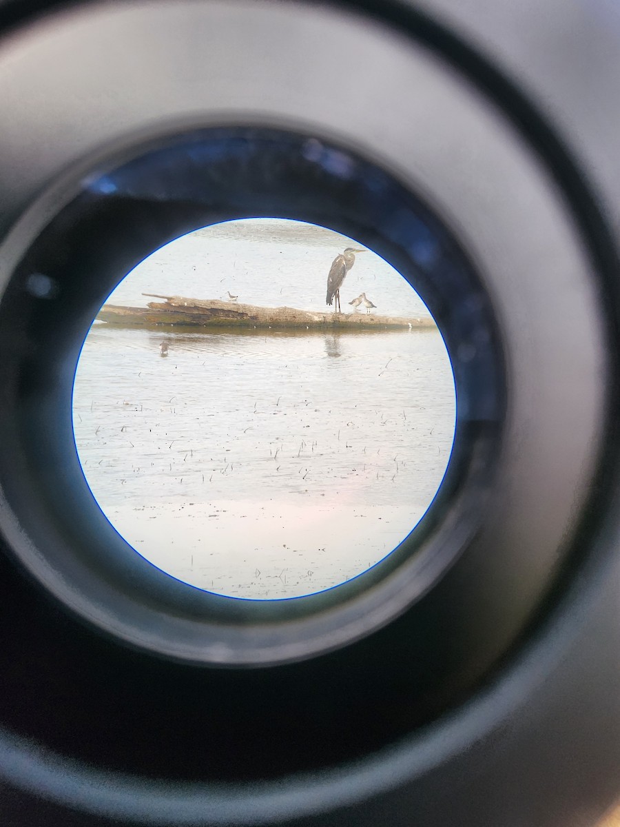 Wilson's Phalarope - ML640961346