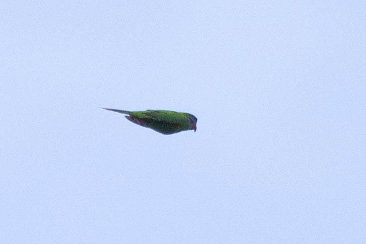 Red-flanked Lorikeet - ML640961347