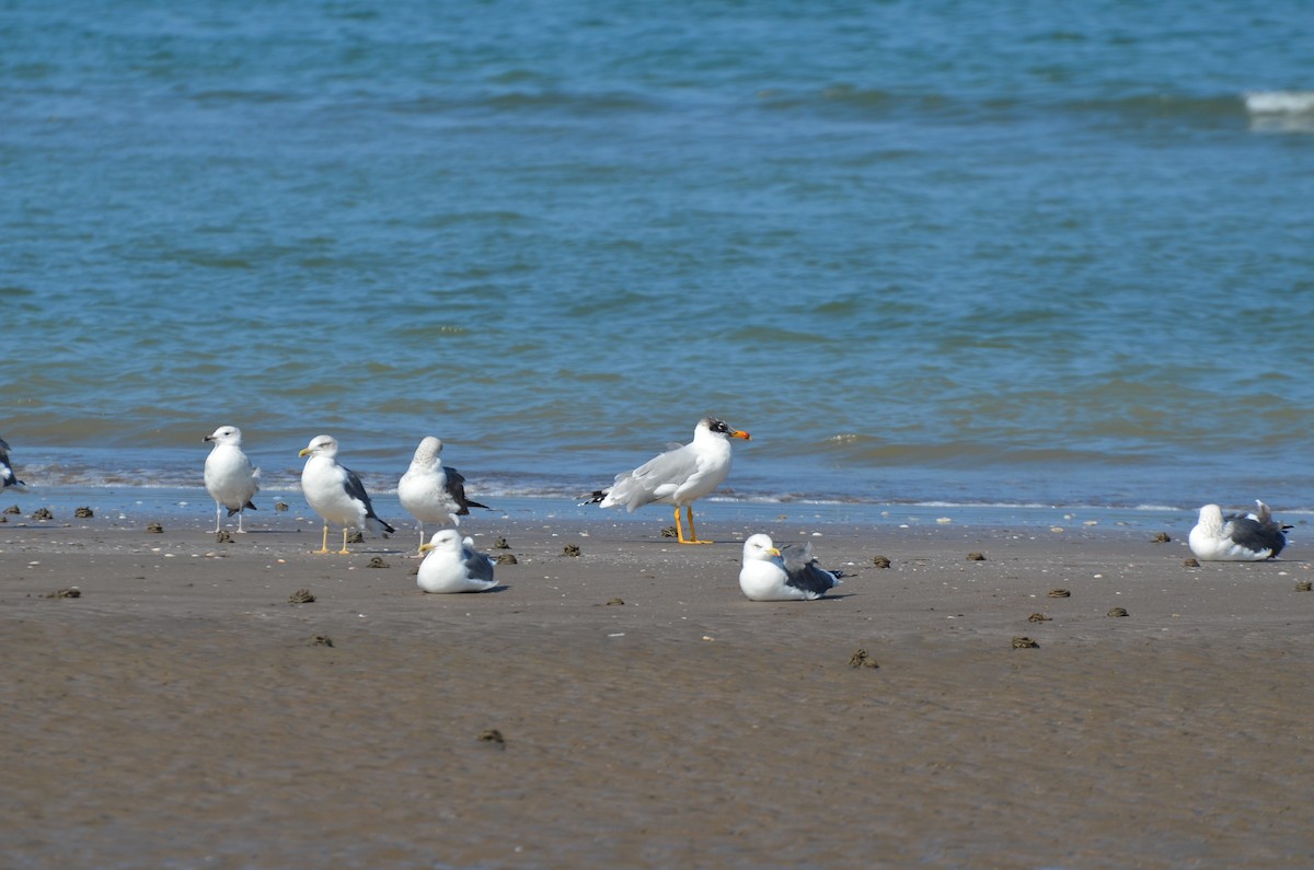 Pallas's Gull - ML640961348