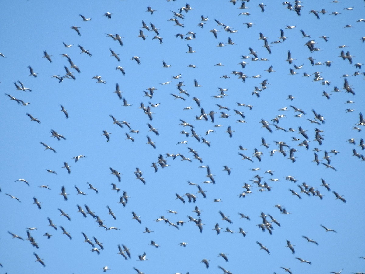 White Stork - ML640961383