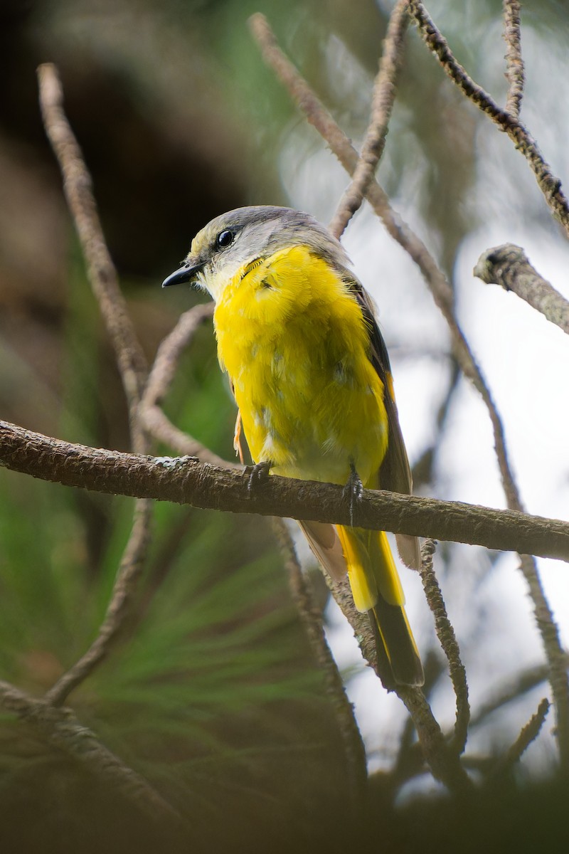 Long-tailed Minivet - ML640961390