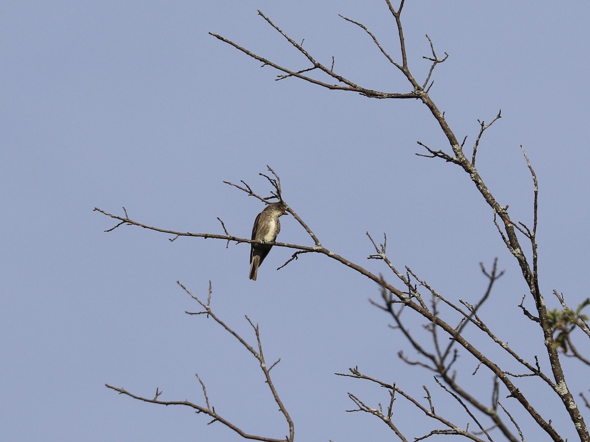 Olive-sided Flycatcher - ML640961399
