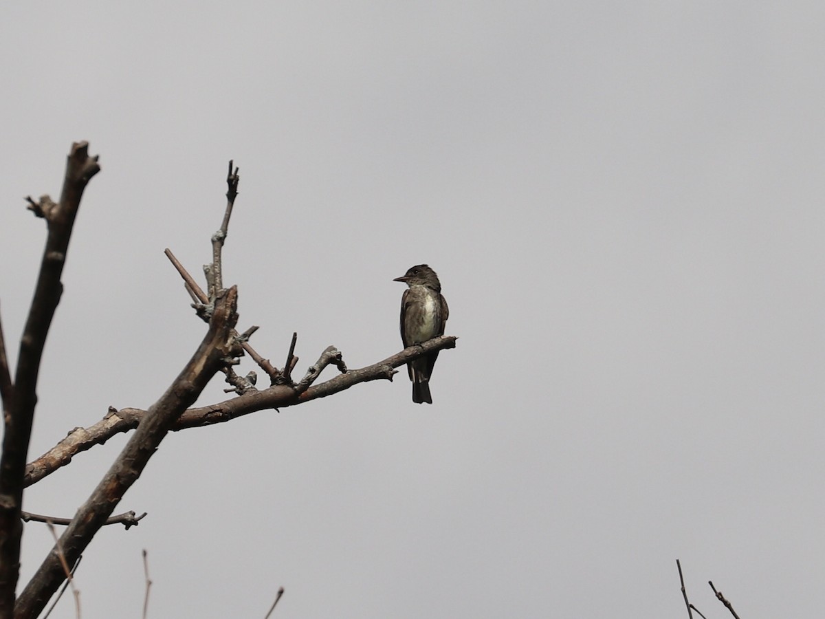 Olive-sided Flycatcher - ML640961402