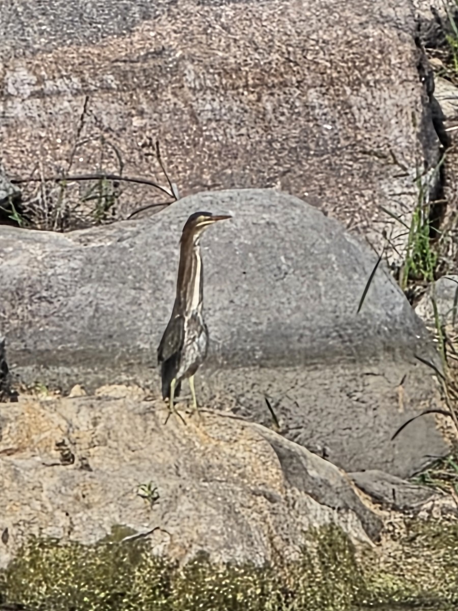 Green Heron - ML640961406