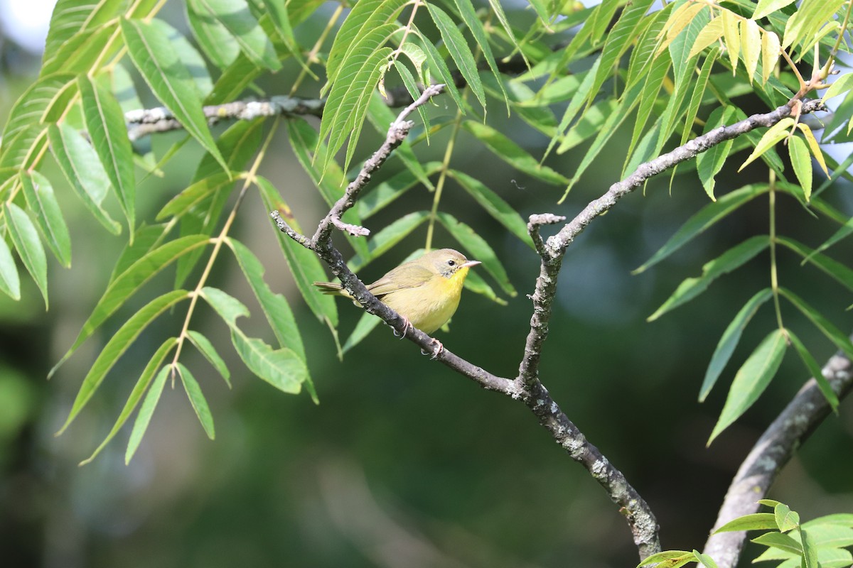 Common Yellowthroat - ML640961408